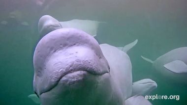 Beluga Whales Webcam