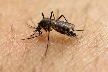 Mosquito