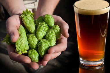 Hops; Beer