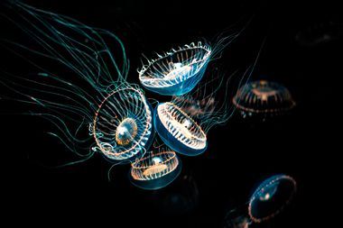 Crystal Jelly (Aequorea victoria)