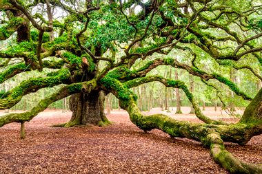 Angel Oak Tree Johns Island Charleston South Carolina SC