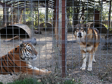 Image for WATCH: Animal rights lawyer says zoos are solitary confinement for animals