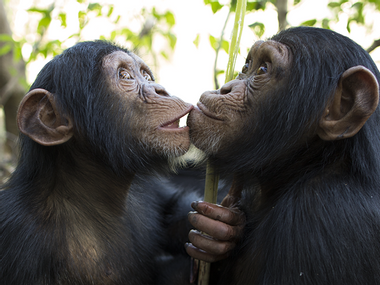 Image for WATCH: Chimpanzees are 