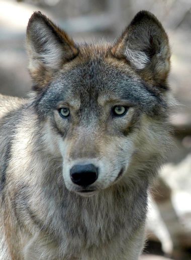 Gray Wolf Wyoming