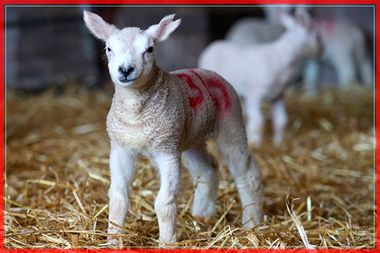 Spring Lambing Begins In Brecon