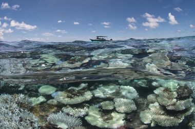 Maldives Global Coral Die-Off