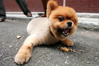 Puppy