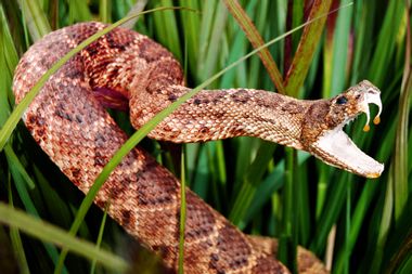 Snake in long grass with mouth open showing venom