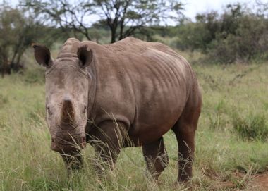 South Africa Rhino Horns
