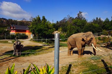 LA Zoo Elephant Fight