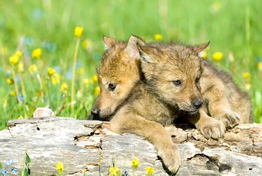 Gray wolf cubs