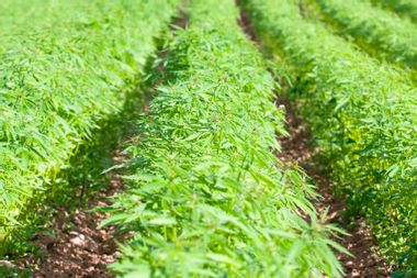 Field of Cannabis Sativa