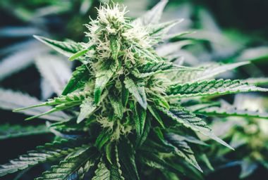 Marijuana