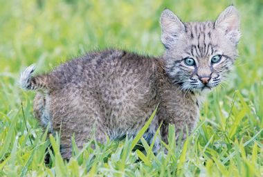 Trooper: The Bobcat Who Came in from the Wild by Forrest Bryant Johnson