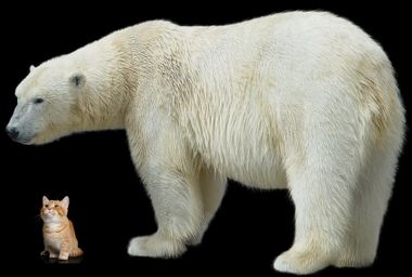 Cat, Polar bear