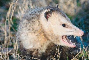 Ferce Opossum