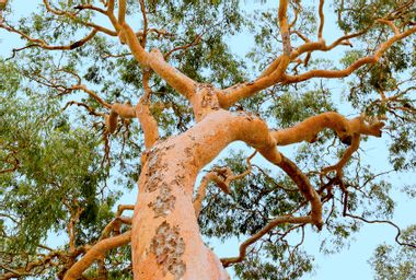Australian Eucalyptus tree