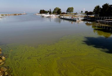 Toxic Green Algae