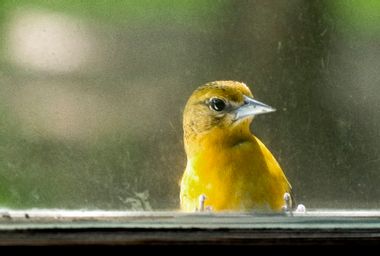 Gold Finch Outside a Window