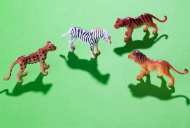 Animals