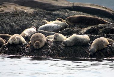 Harbor Seals in Boothbay, Maine