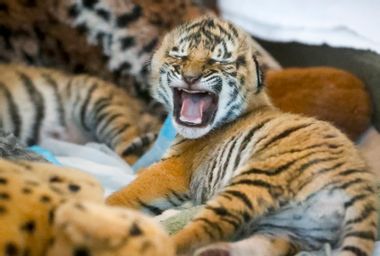 Cincinnati Zoo Tiger Cubs