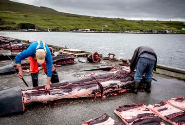 Faroe Islands Pilot Whale