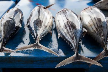 Fresh raw tuna fish in market