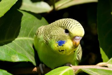 Young budgie in a tree