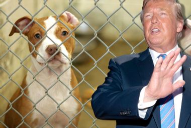 Donald Trump; Shelter Dog