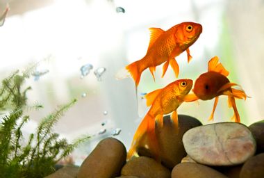 Goldfish in tank