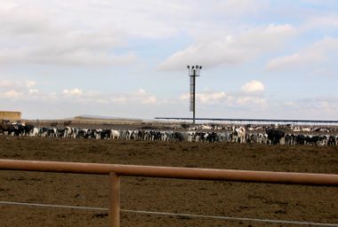 Image for Is Oregon paving the way for more mega-dairies?