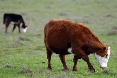 Cows Graze In California Fields