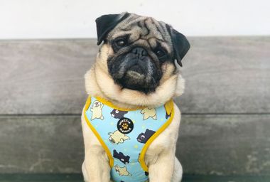 Image for How owning an Instagram-famous pet changes your politics