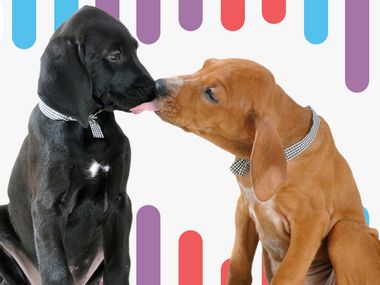 Image for Learn more about your dog with Embark's top-rated DNA kit