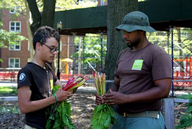 Image for Clean soil is rejuvenating New York’s urban farms