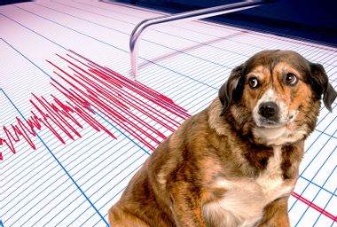 Dog; Earthquake