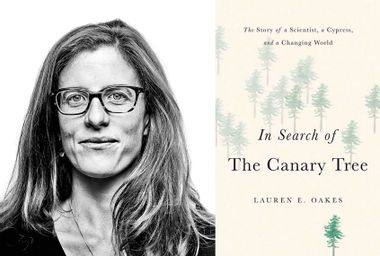 In Search of The Canary Tree; Lauren Oakes