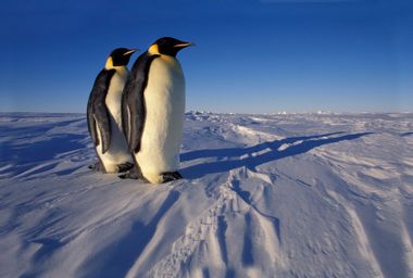 Two Emperor penguins (Aptenodytes forsteri) standing on fast