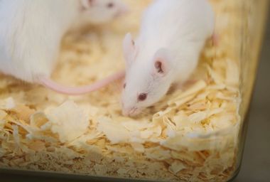 ALS mice research