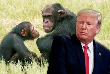 Chimpanzees News and Articles | Salon.com