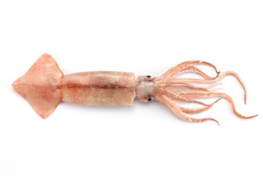 Image for Scientists perform the first gene knockout in a cephalopod 