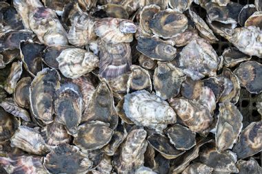Image for No brain, no pain? Unpacking the murky ethics of whether or not vegans should eat oysters