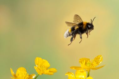 Image for The bumblebee’s decline shows how we get conservation wrong