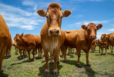Beef cattle standing in a field