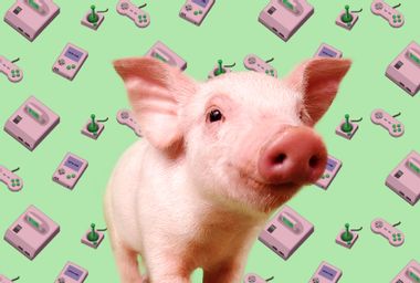 Pig; Video Games