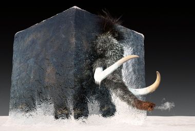 Woolly Mammoth