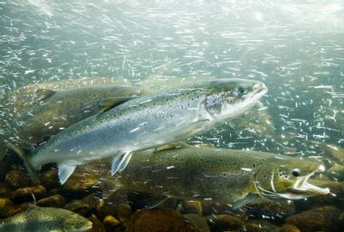 Atlantic Salmons in a river
