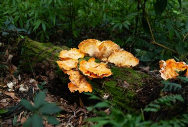 Chicken mushrooms in the forest