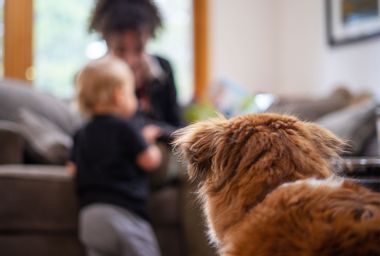 A dog watches on as a girl plays with a child